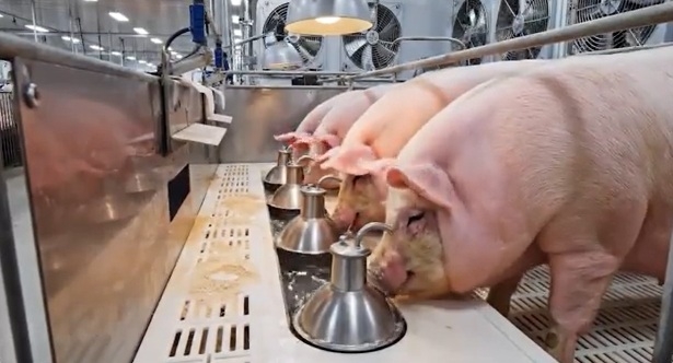 가축행복농장. 경기도 제공