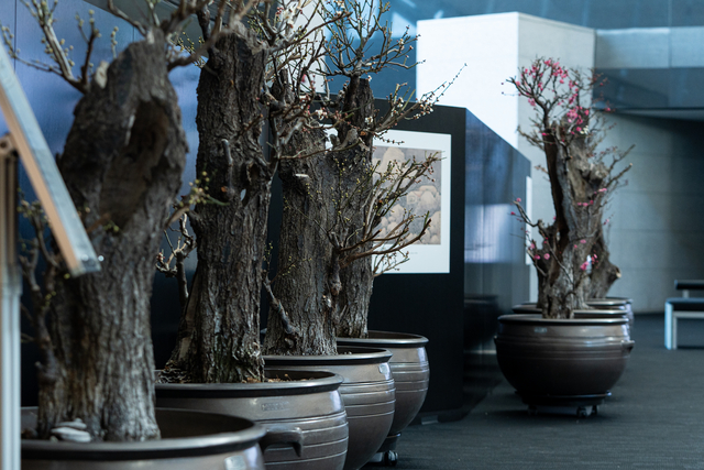 국립중앙박물관의 ‘입춘매향’ 전시. 국립중앙박물관 제공