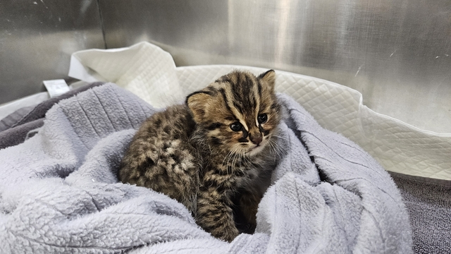 경기도 야생동물구조관리센터에서 구조한 야생동물인 삵. 경기도 제공