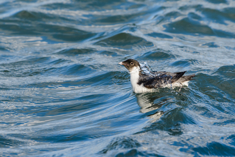 바다쇠오리. 해양환경정보포털 캡처