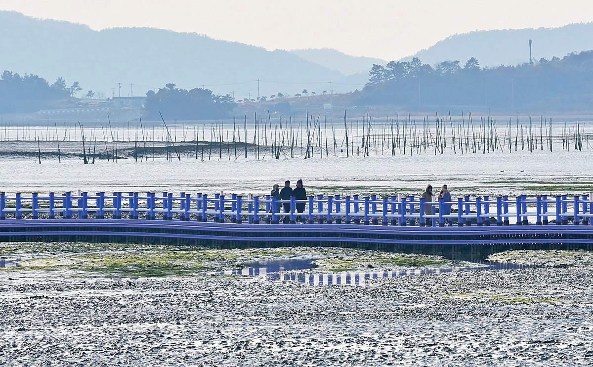퍼플섬을 찾은 관광객들이 안좌도에서 갯벌 위에 놓은 보라색 보행교를 걸어 반월도까지 걸어가는 모습.