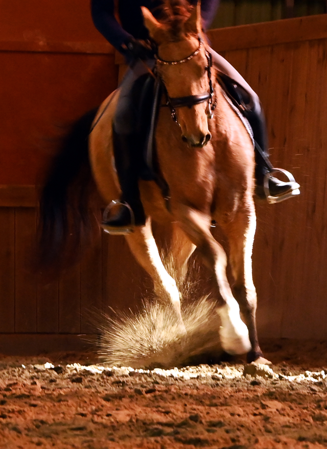 지난 5일 경북 경주시 한 승마장에서 적토마(아할테케) 품종 말 ‘함가’가 질주하고 있는 모습.  박윤슬 기자