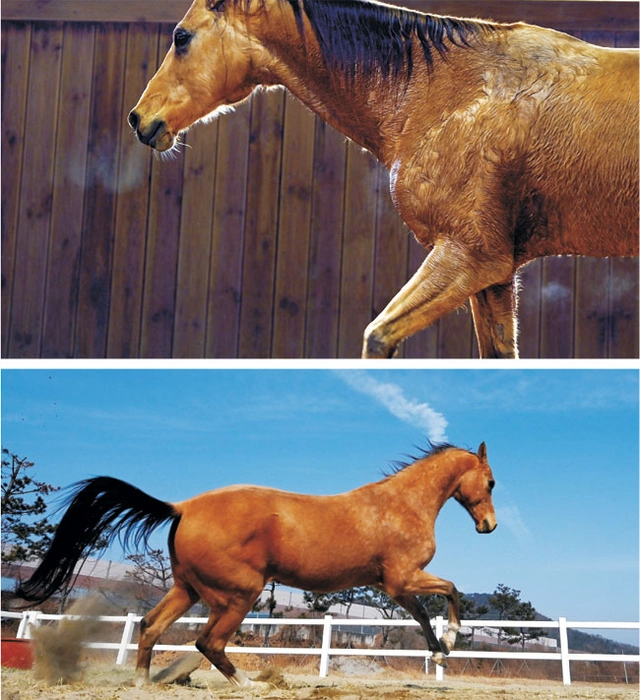 아할테케 품종의 말은 달리면 목에 난 고동색 털과 윤기나는 꼬리 털이 마구 흔들린다.  박윤슬 기자