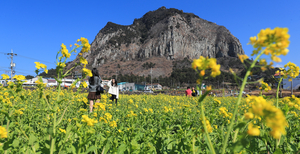 제주는 유채꽃 물결