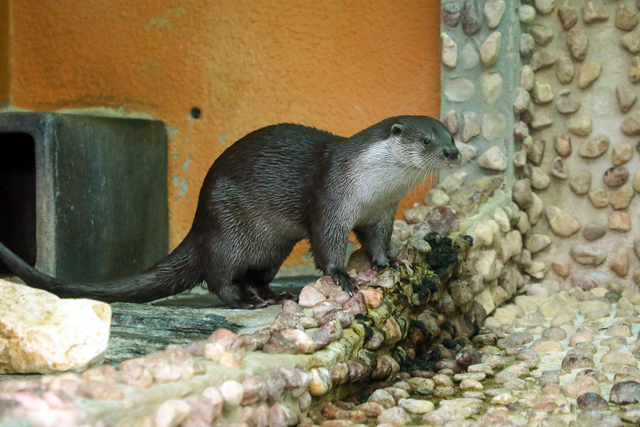 서울대공원에 서식한 수달 수컷의 모습. 서울시청 제공
