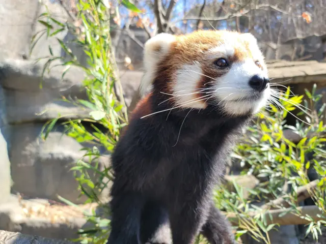 서울대공원에 서식 중인 레서판다의 모습. 서울시청 제공