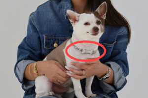 “요즘 이 정도는 해줘야 하지 않나요?”…2억 짜리 강아지 다이아 목걸이,  트렌드 된 반려견 사치 브랜드