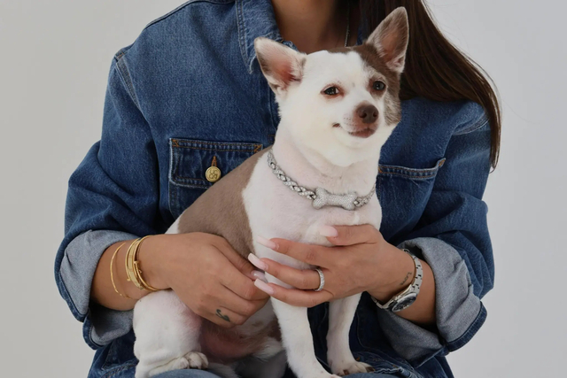 명품 쥬얼리 브랜드 제품을 착용한 반려견의 모습.뉴욕포스트