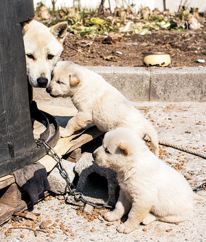어미 곁에 있고 싶은 강아지[포토 에세이]
