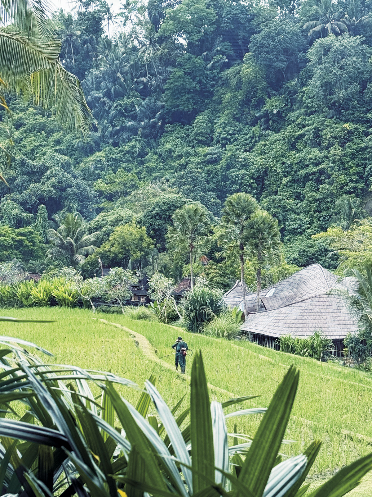 만다파 리츠칼튼 리저브 빌라에서 보이는 논 풍경.  박동미 기자