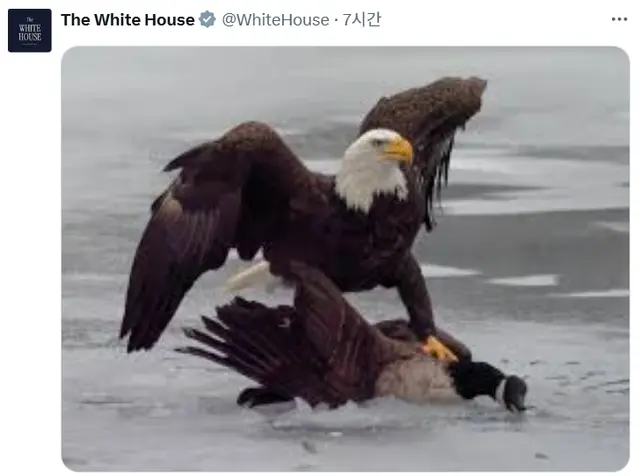 23일 오전 열린 2026 밀라노·코르티나동계올림픽 남자 아이스하키 결승에서 미국이 캐나다를 꺾은 직후, 미국 백악관 공식 SNS에 게시된 사진. 얼음 위에서 미국을 상징하는 흰머리수리가 캐나다 거위를 누르고 있다.
백악관 SNS 캡처