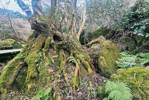 바위·이끼·나무의 ‘지혜로운 공생’[포토 에세이]