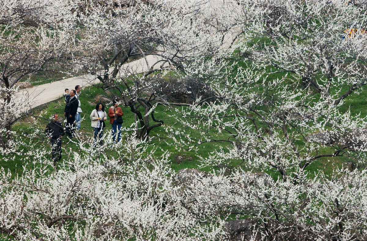 광양엔 ‘새하얀 꽃보라’… 구례엔 ‘노란 꽃멀미’
