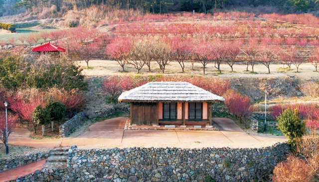유배 온 조희룡이 머문 공간을 복원한 조희룡적거지. 주변에 가득 심은 매화나무에 꽃이 만발했다.