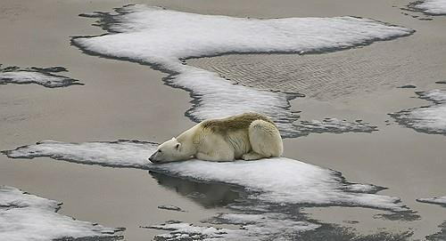 북극곰이 지구온난화 속에 녹고 있는 북극해 얼음 위에 엎드려 있다. AFP 연합뉴스