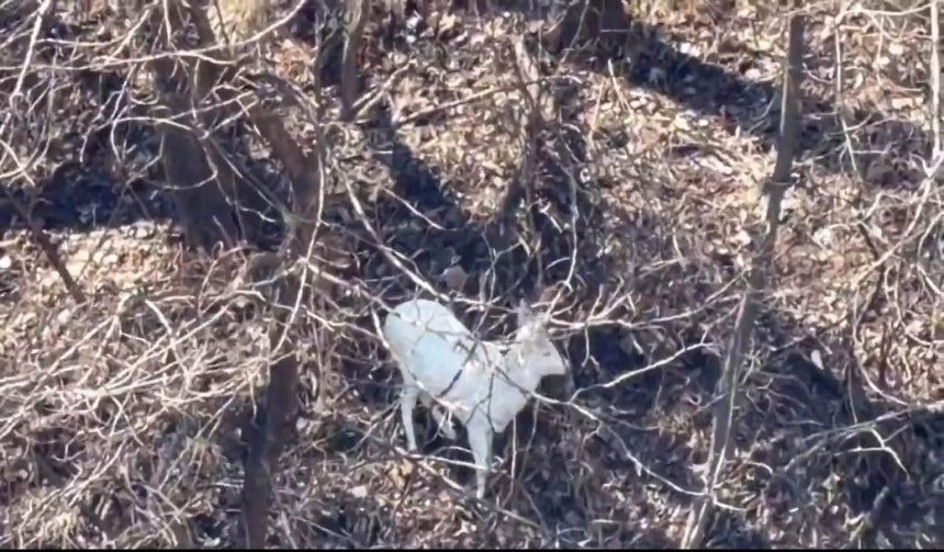 ‘전설 속 영물?’…강원도 시내서 발견된 이 동물, 행운의 영물 ‘흰노루’였네