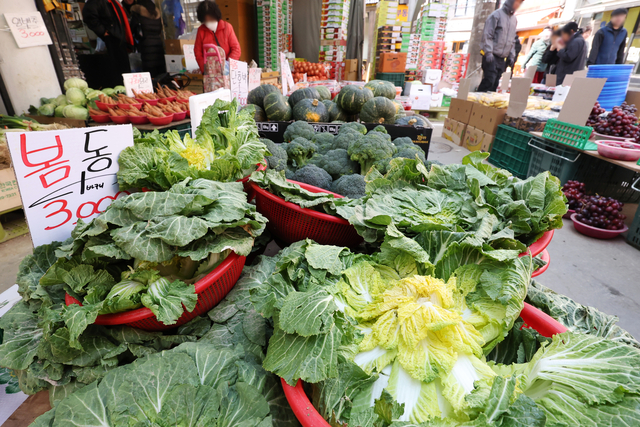 4일 서울의 한 시장에 진열된 봄동. 연합뉴스