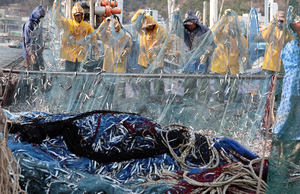 부산 대변항 멸치털이 한창