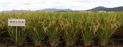 농촌진흥청이 개발한 찹쌀 ‘미르찰’. 농촌진흥청 제공