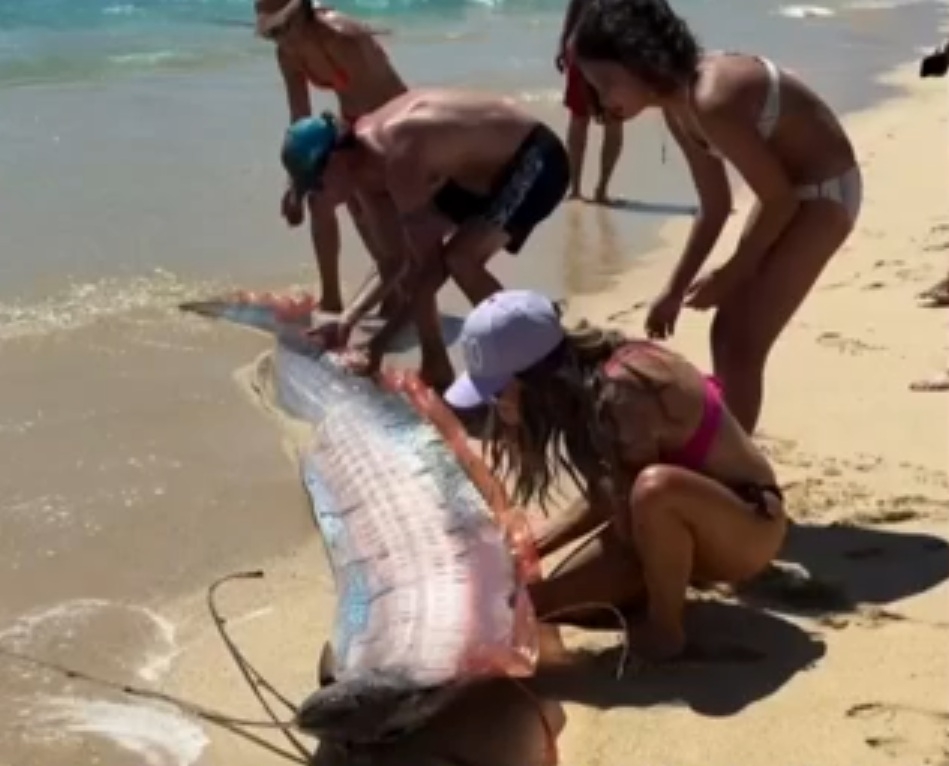 대재앙 징조인가? ‘종말의 날 물고기’ 해변서 발견…멕시코 발칵