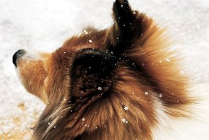 별인 듯 꽃인 듯… 봄에 내린 눈[포토 에세이]