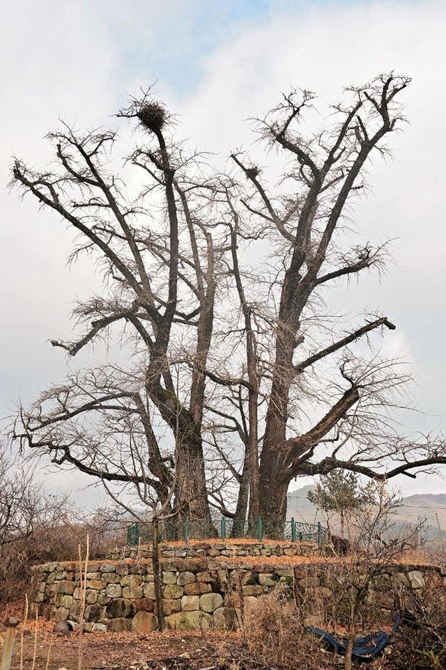 영주 순흥 금성대군신단 옆의 은행나무. 단종 복위 시도가 실패로 돌아가고 순흥에 피바람이 불자 말라 죽었다가 단종이 복권되고 다시 살아났다는 이야기가 전해진다. 