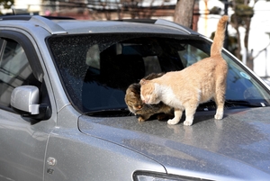 따뜻한 자동차 보닛위 두 고양이… 봄이 오는 풍경[도시풍경]