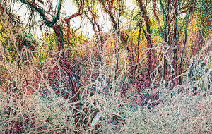 곶자왈 지킴이의 판타지[그림 에세이]