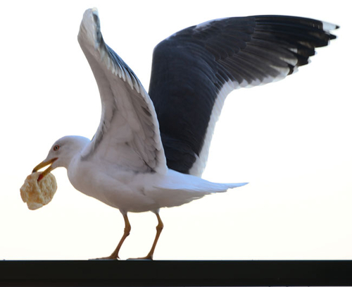 °ÔƼÀ̹ÌÁö¹ðÅ©