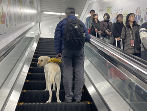 시각장애인 안내견의 설레는 첫 비행기 탑승[도시풍경]