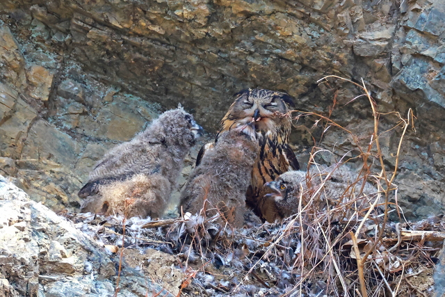 울산 울주군 암벽에서 천연기념물인 수리부엉이가 새끼 4마리를 부화해 키우고 있다. 윤기득 작가 제공