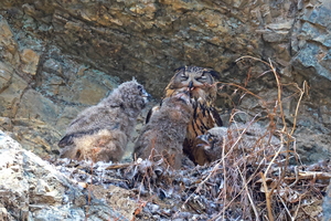 울산서 수리부엉이 새끼 4마리 부화 포착…“2~3마리가 보통, 이례적 사례”
