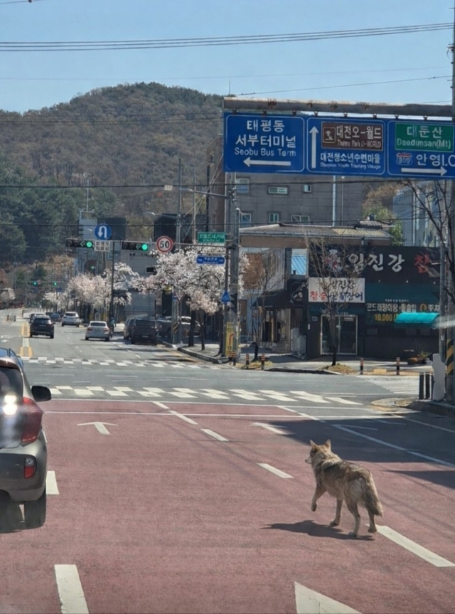 8일 오전 9시 30분쯤 대전 중구 사정동 오월드에서 늑대 1마리가 탈출했다. 오월드와 중구, 경찰, 소방 당국 등은 합동으로 수색 및 포획 작업에 나서고 있다. 늑대는 오월드 밖 근처 사거리까지 나간 것으로 확인됐다. 사진은 거리를 배회하는 늑대. 대전소방본부·연합뉴스