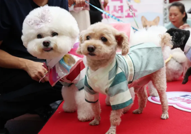 반려동물 패션쇼에 참가한 반려견들. 연합뉴스