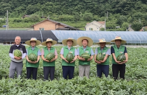 농지 규모화·농가는 주주 참여… 수익도 쑥쑥 자라는 ‘경북형 공동영농’[로컬인사이드]