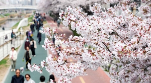 벚꽃은 약해서 빨리 진다? 생존율 높이는 전략[김규회의 뒤집어보는 상식]