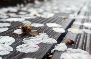 벚꽃잎 사이로…