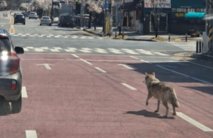 “늑구야 어디 있니” 나흘째 오리무중… AI 가짜 사진에 흔들린 수색
