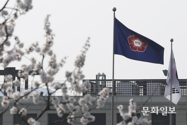 지난해 4월 1일 오전 서울 종로구 헌법재판소 경내 벚꽃나무에 꽃이 개화를 시작했다. 백동현 기자