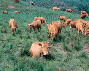 1897년 국내 첫 보험계약 대상은 사람 아닌 소[김규회의 뒤집어보는 상식]