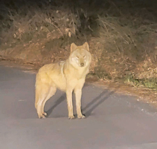 13일 오후 10시 45분쯤 대전 중구 무수동 일대 마을 차도에서 늑대 ‘늑구’가 시민의 제보 동영상에 포착됐다. 자동차 전조등 불빛 아래 나타난 늑구는 밤샘 대치 끝에 수색 당국의 포위망을 뚫고 인근 야산으로 다시 도주했다.
강준수 씨 제공 동영상 캡처