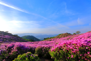 진달래는 평범한 산꽃? 생태계 잇는 연결고리[김규회의 뒤집어보는 상식]