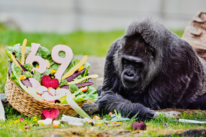 세계 최고령 고릴라 69번째 생일