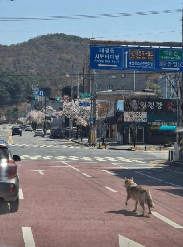 지난 8일 대전 오월드를 탈출한 ‘늑구’가 도로를 배회하고 있다며 온라인에 퍼진 인공지능(AI) 생성물. SNS 캡처