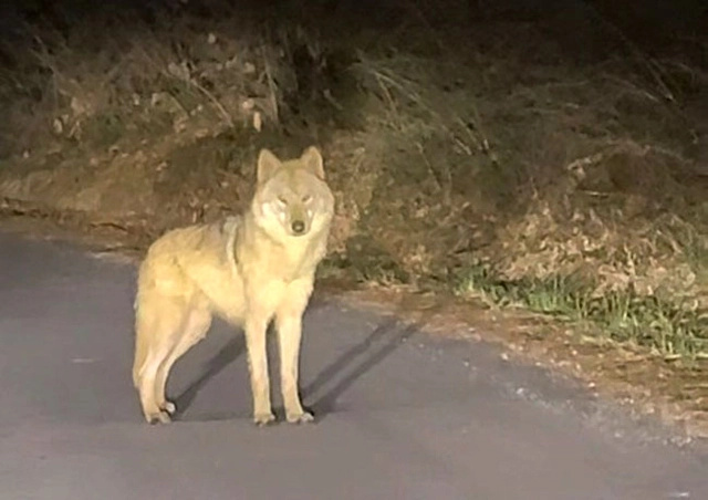 지난 8일 탈출한 뒤 13일 밤 대전 오월드 인근 야산에서 발견된 늑대 ‘늑구’의 모습. 강준수 씨 촬영 제공