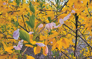 꽃은 짐으로써 열매 맺음을 시작한다[포토 에세이]