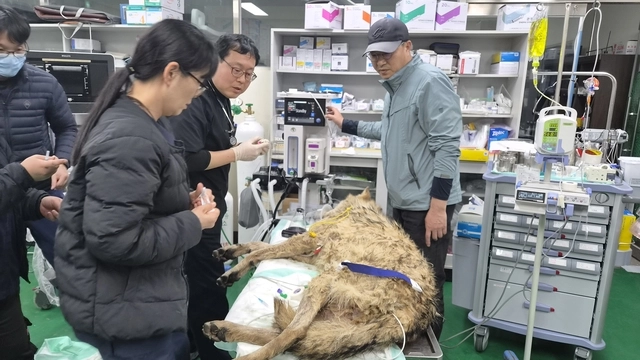 오월드로 후송된 늑구가 바이탈 체크를 받고 있다. 대전시 및 오월드 제공