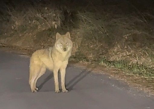 대전 오월드 탈출 이후 한동안 행방이 묘연했던 늑대 ‘늑구’가 13일 오후 10시 43분쯤 오월드 인근 야산에서 목격됐다. 사진은 목격한 시민이 찍은 영상 갈무리. 독자 강준수 씨 제공
