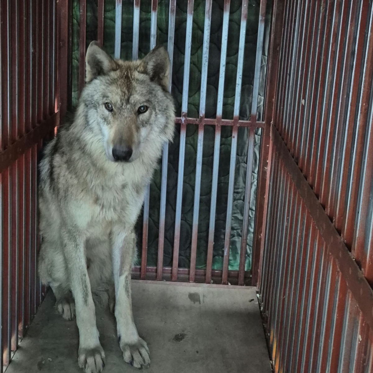 10일만에 돌아온 늑구, 눈떴다… 위에선 낚싯바늘 나와