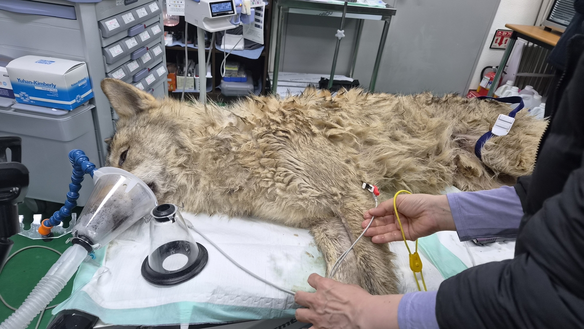 【현장 르뽀】“숨 쉬는지 확인해!”… 마취총 한 발에  ‘늑구’의 위험한 외출 10일만에 끝났다